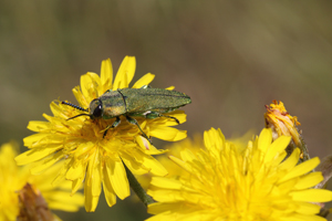 Anthaxia (Cratomerus) hungarica (Buprestidae)